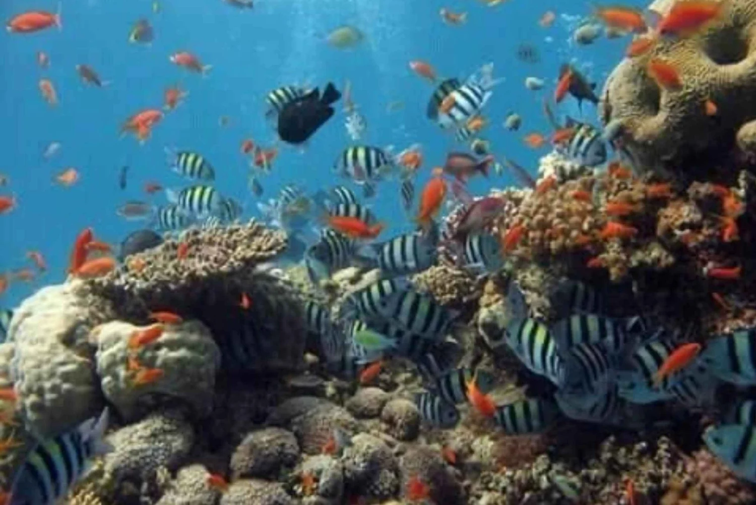 Snorkeling & Creek Tour